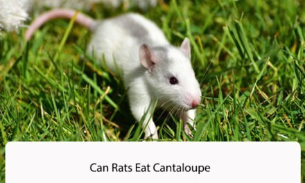 Can Rats Eat Cantaloupe