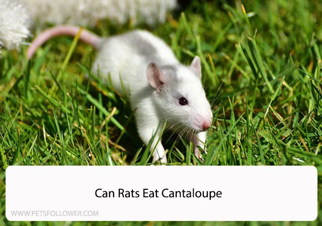 Can Rats Eat Cantaloupe