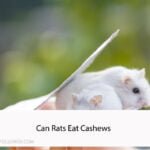 Can Rats Eat Cashews