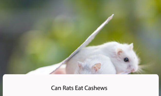 Can Rats Eat Cashews