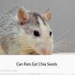 Can Rats Eat Chia Seeds