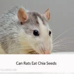 Can Rats Eat Chia Seeds