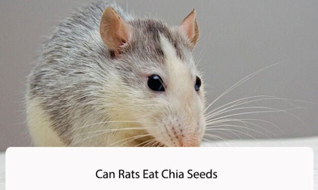 Can Rats Eat Chia Seeds