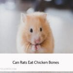 Can Rats Eat Chicken Bones