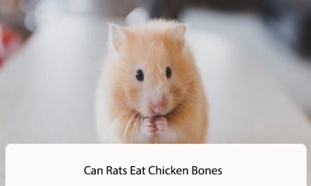 Can Rats Eat Chicken Bones