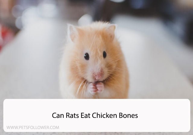 Can Rats Eat Chicken Bones