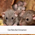 Can Rats Eat Cinnamon