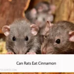 Can Rats Eat Cinnamon