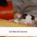 Can Rats Eat Coconut