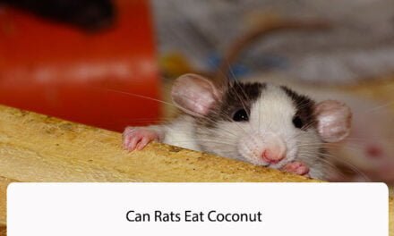 Can Rats Eat Coconut