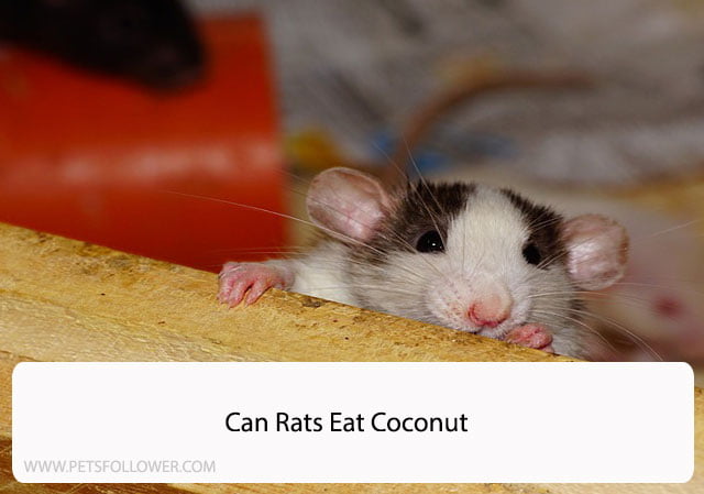 Can Rats Eat Coconut