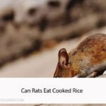 Can Rats Eat Cooked Rice