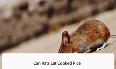 Can Rats Eat Cooked Rice