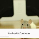 Can Rats Eat Cranberries
