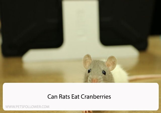 Can Rats Eat Cranberries