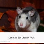 Can Rats Eat Dragon Fruit