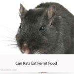 Can Rats Eat Ferret Food