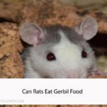Can Rats Eat Gerbil Food
