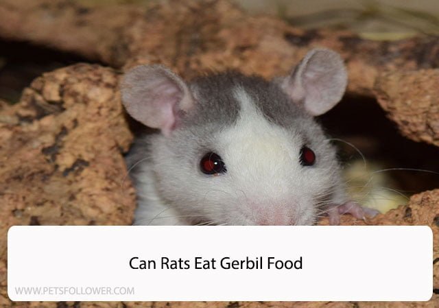 Can Rats Eat Gerbil Food