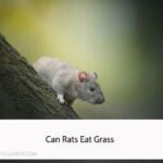 Can Rats Eat Grass
