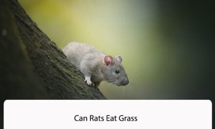 Can Rats Eat Grass