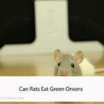 Can Rats Eat Green Onions