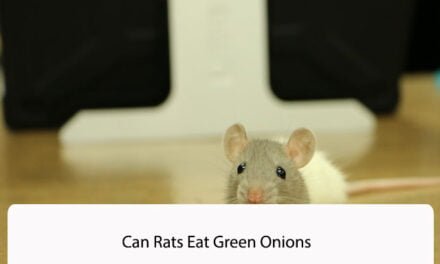 Can Rats Eat Green Onions