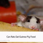 Can Rats Eat Guinea Pig Food