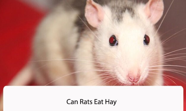 Can Rats Eat Hay