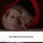 Can Rats Eat Hornworms