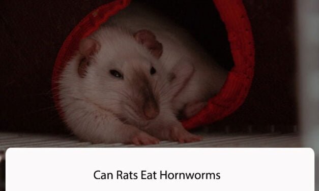 Can Rats Eat Hornworms