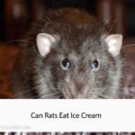 Can Rats Eat Ice Cream