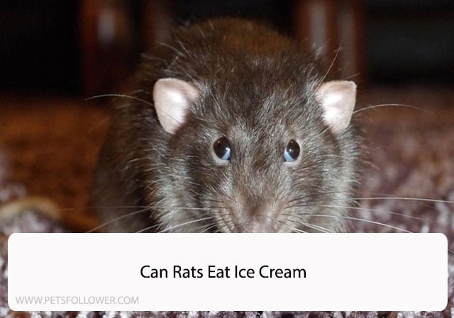 Can Rats Eat Ice Cream