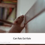 Can Rats Eat Kale