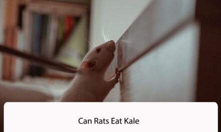 Can Rats Eat Kale