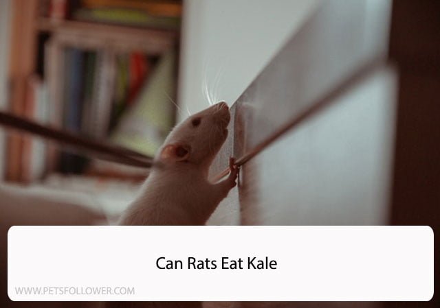 Can Rats Eat Kale