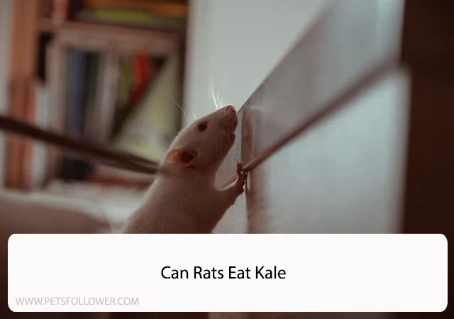 Can Rats Eat Kale