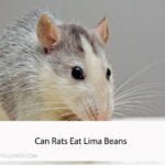Can Rats Eat Lima Beans