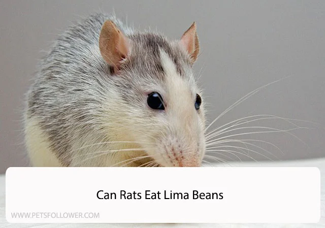 Can Rats Eat Lima Beans