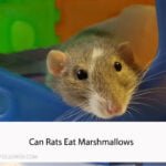 Can Rats Eat Marshmallows