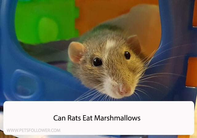 Can Rats Eat Marshmallows