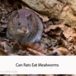 Can Rats Eat Mealworms