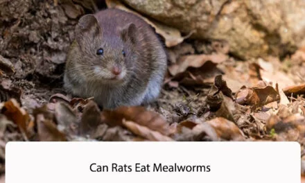 Can Rats Eat Mealworms