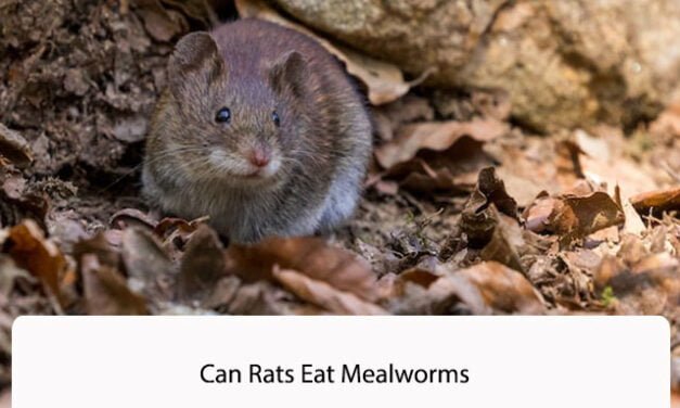 Can Rats Eat Mealworms