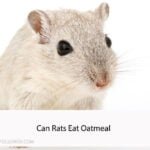 Can Rats Eat Oatmeal