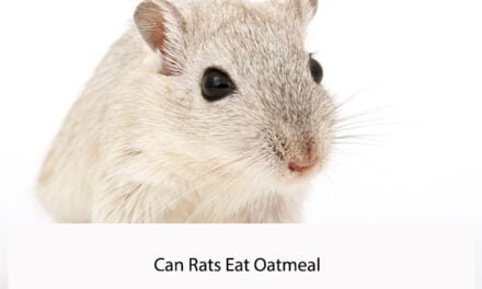 Can Rats Eat Oatmeal