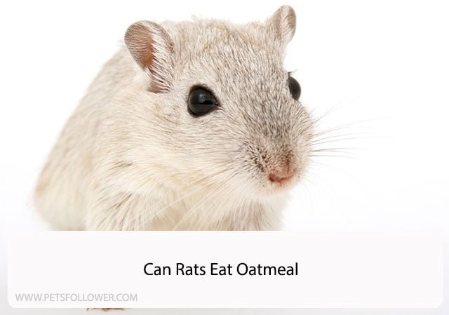 Can Rats Eat Oatmeal