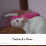 Can Rats Eat Olives