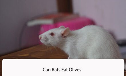 Can Rats Eat Olives