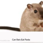 Can Rats Eat Pasta